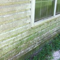 Vinyl Siding (Mold Removal - Detailed) Before - Patriot SoftWash